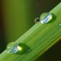 Dew_on_grass_Luc_Viatour.