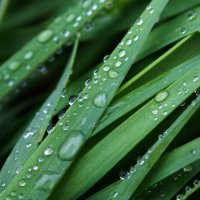 Wet-grass-background-208