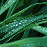 wet-grass-artistic-wallpaper-2560x1600-343