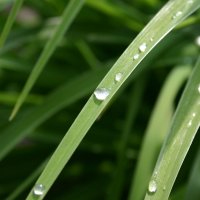 wet_grass-wallpaper-2560x1600