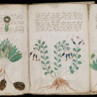 Voynich_Manuscript_(170)
